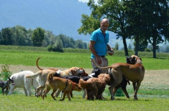 René Meier, Joy Dog